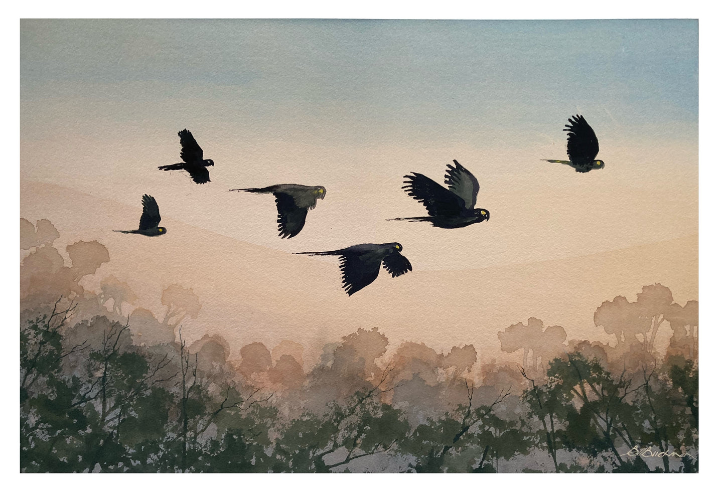 Bruce Buchanan - Black Cockatoos