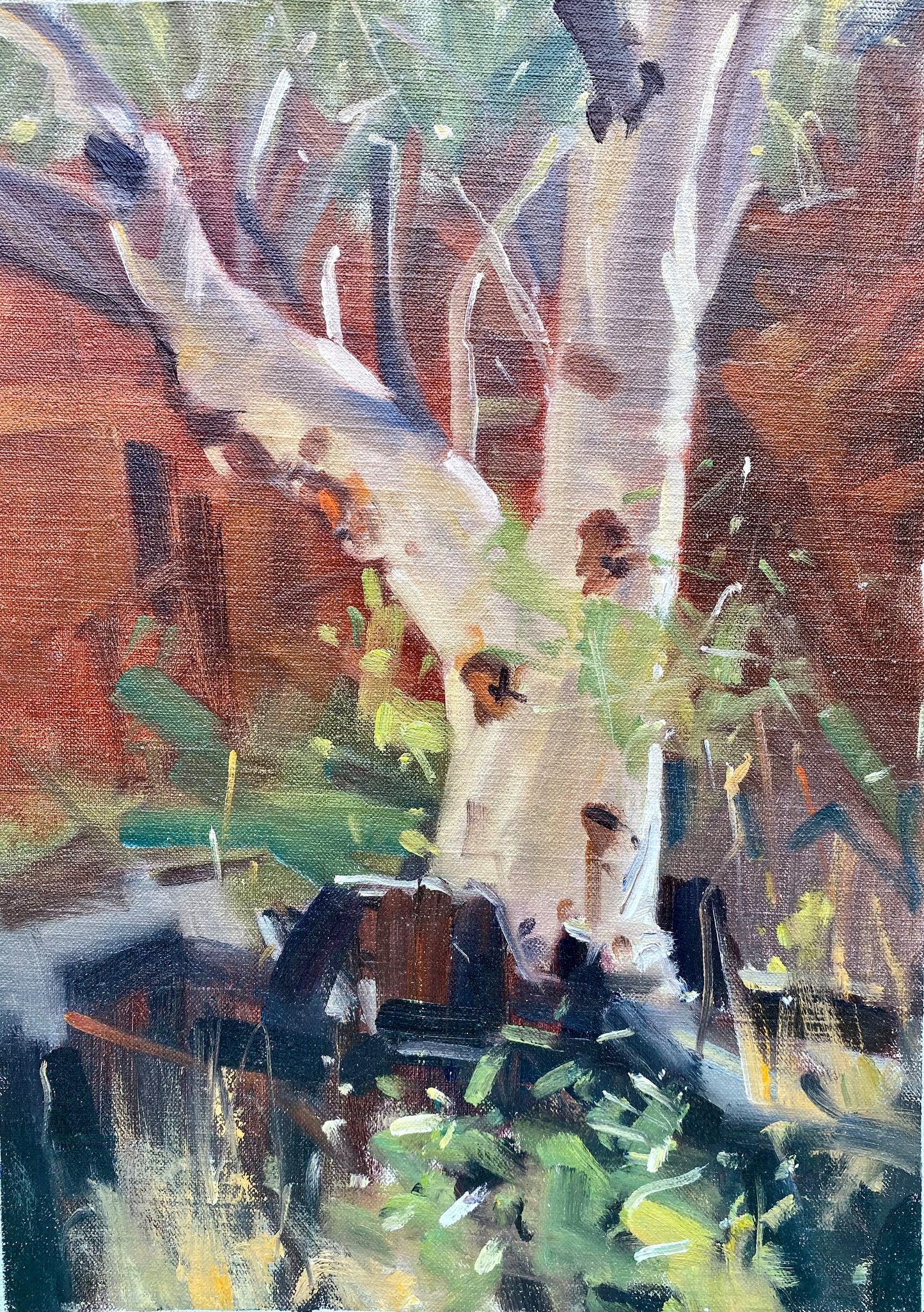 Stephen Doyle - Gorge Tree, Alice Springs
