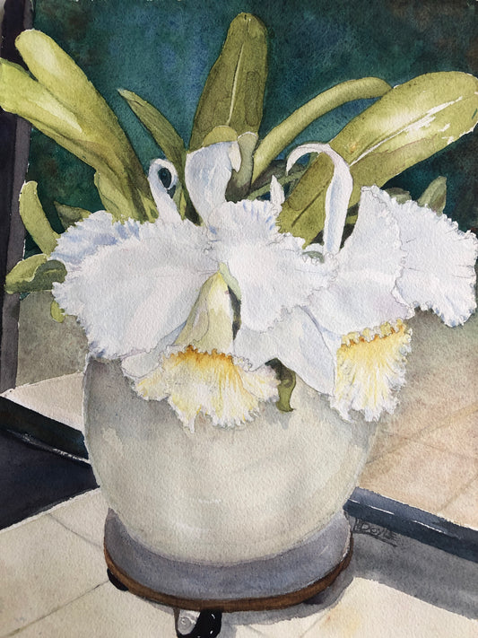 Hetty Doyle - My Cattlya Orchids in bloom