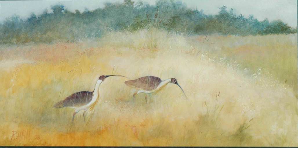 Rosemary Hain - Straw Necked Ibis
