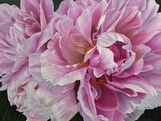 Pink unfurling peonies