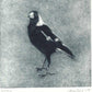 Christine Porter - Magpie II