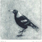 Christine Porter - Magpie 111