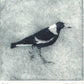 Christine Porter - Magpie XIV