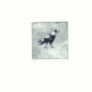 Christine Porter - Magpie XV