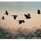 Bruce Buchanan - Black Cockatoos
