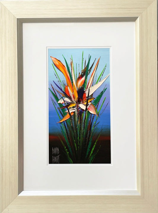 David Hart - Strelitzia Study