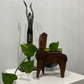 Andrew Shillam - Silky Oak Horse