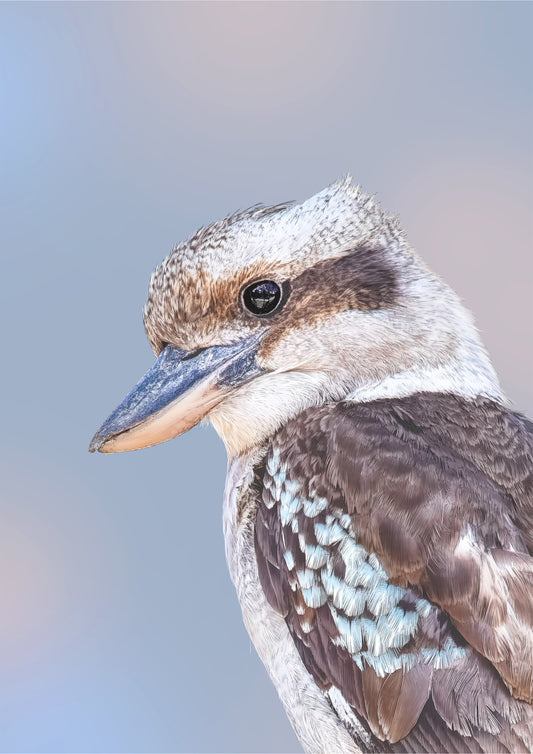 Kait D'Arcy - Coco the Kookaburra