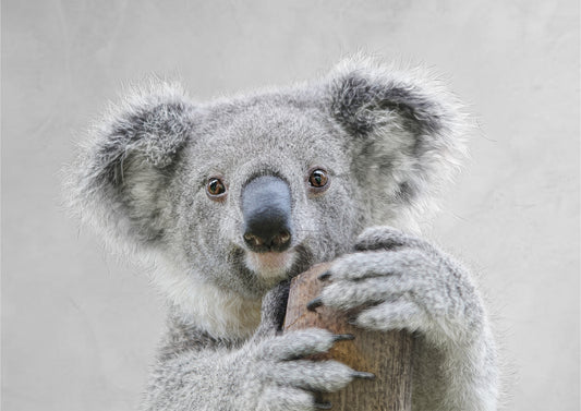 Kait D'Arcy - Winston the Koala
