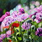 Julie Whitehead - French Poppies 2